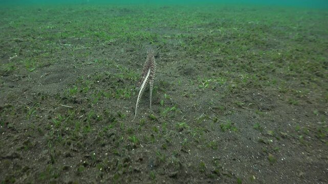 Mimic octopus starts swimming with one arm movement, then returns to the seafloor a few seconds later while continuing to move.