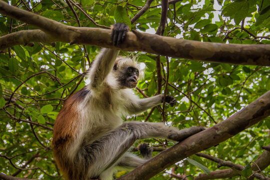 Zanzibar red king colobus closeup
