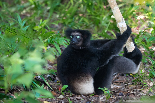 Lemur Indri indri, babakoto largest lemur from Madagascar