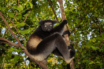 Fototapeta premium Lemur Indri indri, babakoto largest lemur from Madagascar