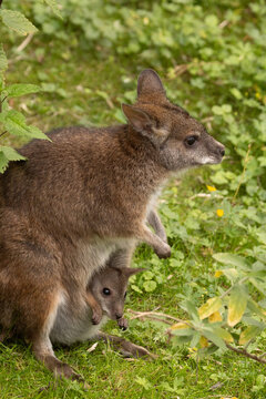 Bennett's wallaby Macropus or Notamacropus rufogriseus