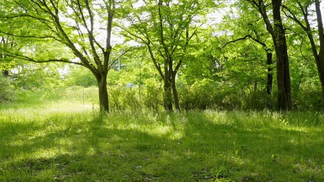 新緑の木々に囲まれた静かな公園のベンチに腰掛けて見た風景。鳥の鳴き声あり