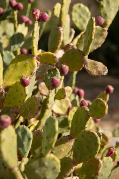 Figues de barbaries