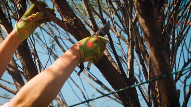 A woman uses pruning shears to trim tree branches in her garden in spring. Garden tool.