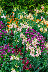 Fototapeta premium Apricot-colored snapdragon flowers bloom beautifully in the early summer garden.