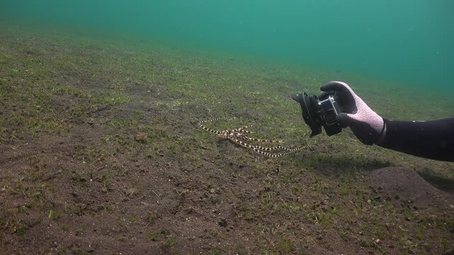 Hand holding an action camera films a mimic octopus (Thaumoctopus mimicus) slowly moving along the seabed.