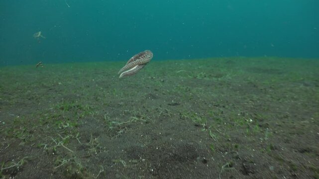 Camera follows a mimic octopus flying above the seabed. It spreads all tentacles several times, makes a wide stroke, and lands near its burrow.
