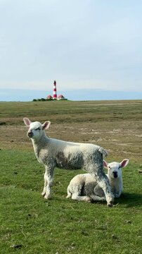 two lambs on the green meadow near the lighthouse