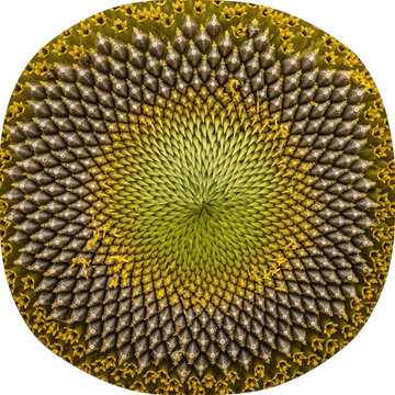 Macro close-up of a sunflower head showing the intricate spiral pattern of dark seeds and yellow florets arranged in a geometric fibonacci