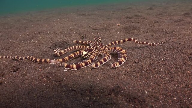 Mimic octopus (Thaumoctopus mimicus) moves very slowly across the sand with four arms bitten off.