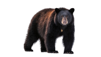 Obraz premium Black bear with brown fur accents standing alert, isolated on transparent background