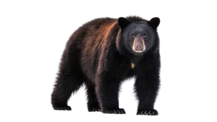 Fotobehang Beer Black bear with brown fur accents standing alert, isolated on transparent background  © Bogdan