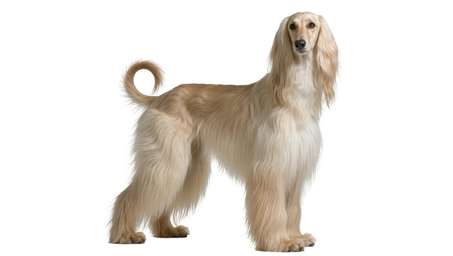 Elegant Afghan Hound with long flowing fur, standing proudly isolated on transparent background