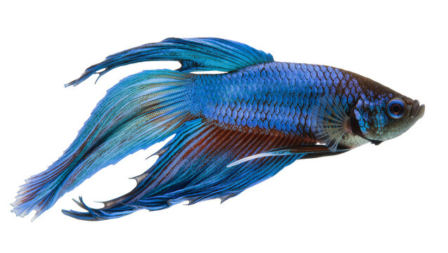 Vibrant blue Siamese fighting fish with flowing fins, isolated on transparent background