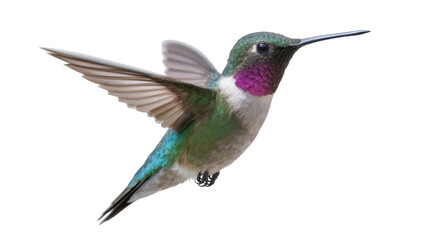 Fototapeta premium Green hummingbird with purple throat wings spread, isolated on transparent background