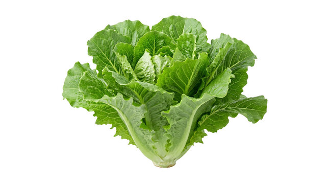 Fresh green romaine lettuce head, crisp organic cos lettuce leaves, raw vegetable for healthy salad and culinary cooking isolated PNG with Transparent Background