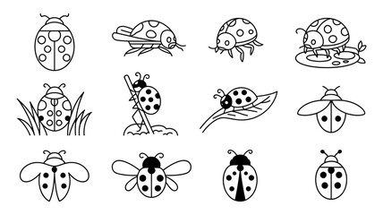 Fototapeta premium Collection of ladybug illustrations on leaves and grass with creature illustration collection wildlife