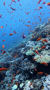 Large school of orange anthias fish swimming above a vibrant coral reef in clear blue water