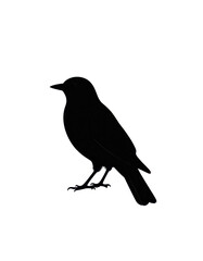 Obraz premium Black Crow Silhouette Standing Vector Illustration Isolated on Transparent Background