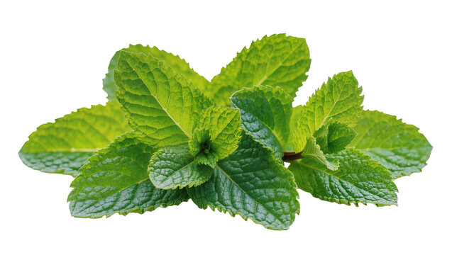 Fresh green mint leaves, isolated on transparent background