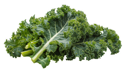 Fresh green curly kale leaves with thick stems, isolated on transparent background © Roxana