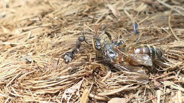 
A single ant dragging a large dead bee across the ground
자신보다 큰 죽은 벌을 바닥에서 끌고 가는 개미의 모습 #003

