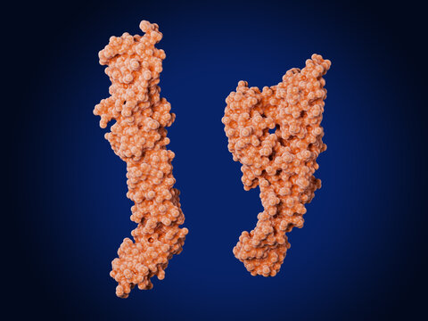 Hantavirus envelope glycoprotein Gc in the pre-fusion  (left) and post-fusion (right) conformation