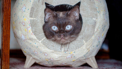 cat in a box © lazalnik