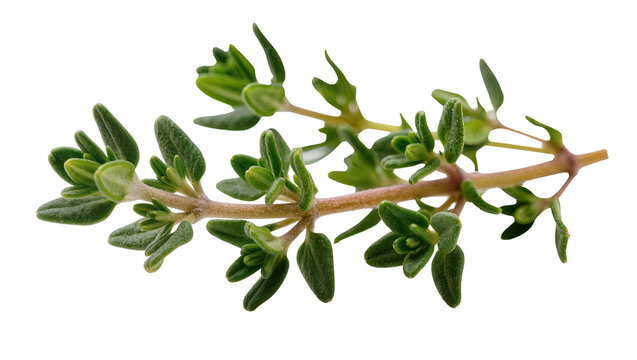 Fresh green thyme sprig with small leaves, isolated on transparent background
