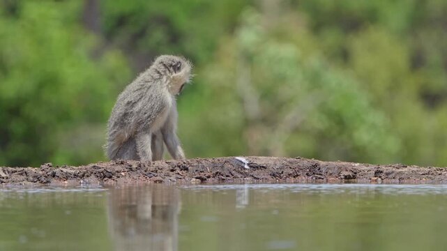 Wide shot of a Vervet monkey having a drink at a small waterhole in front of an underground hide. Filmed from a low angle, Greater Kruger.
