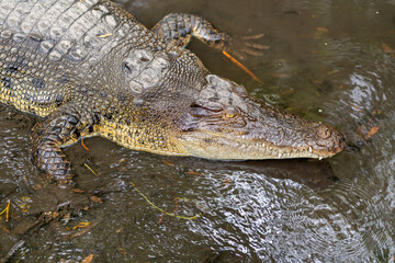 Obraz premium Crocodile Resting in Murky Water Close Up