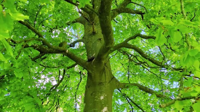 A cinematic dolly-forward shot starting on bright green spring leaves and pushing through the canopy to reveal a wild pigeon resting on its nest. High-quality 4K 60FPS nature footage from Denmark