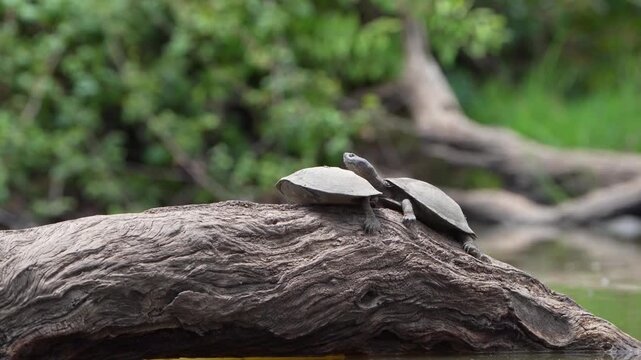 Medium closeup of two terrapins lying on a log in the water in a row. The one terrapin pulls its head in and closes the shell. Filmed from a low angle, Greater Kruger.