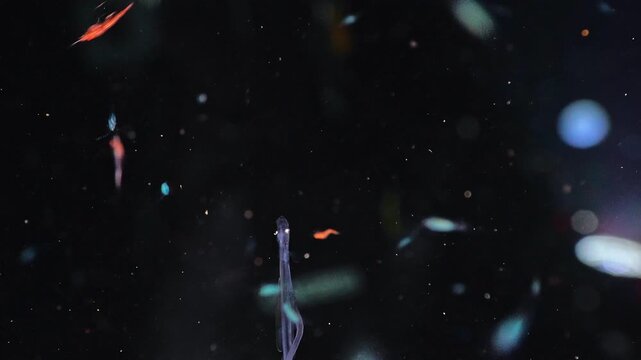 A transparent Stomiid fish larva floats with its long, trailing stomach extended amidst vibrant zooplankton, eventually swimming out of frame during a night dive