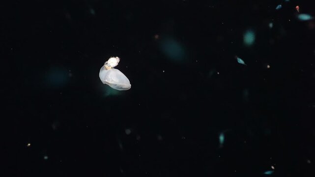 Planktonic goose barnacle drifts in the dark water column, extending and contracting its cirri to feed amidst other zooplankton during deep-sea night dive