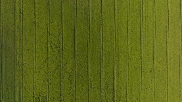 Overhead drone shot over yellow rapeseed fields with tractor marks in Finland