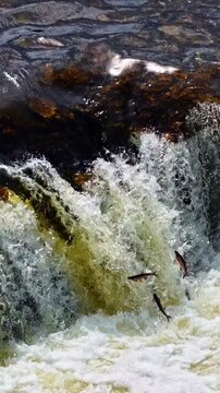 Fish leap energetically up the cascading waters of Ventas Rumba waterfall in Kuldīga. A lively scene perfect for nature or wildlife documentaries.