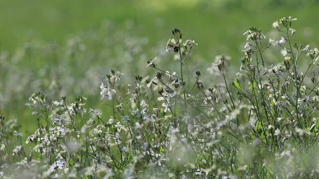 Bumblebee pollinating flowers during Spring in slow motion.