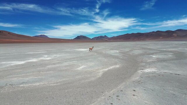 Forward flight following lone vicuna walking across vast white salt flat desert with volcanic mountain range under vivid blue sky. Atacama, Chile