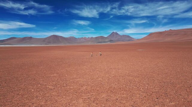 Fast forward flight chasing vicuna herd running across vast red desert plain with volcanic mountain range under vivid blue sky. Atacama, Chile