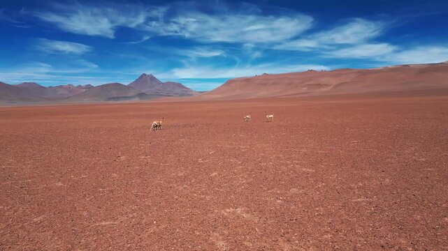 Orbit shot around vicuna herd grazing on vast red desert plain with dramatic volcanic peaks and mountain range under blue sky. Atacama, Chile