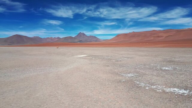 Aerial pan over vicuna running across dry desert plain with dramatic red sand dunes and sharp volcanic peaks under blue sky. Atacama, Chile