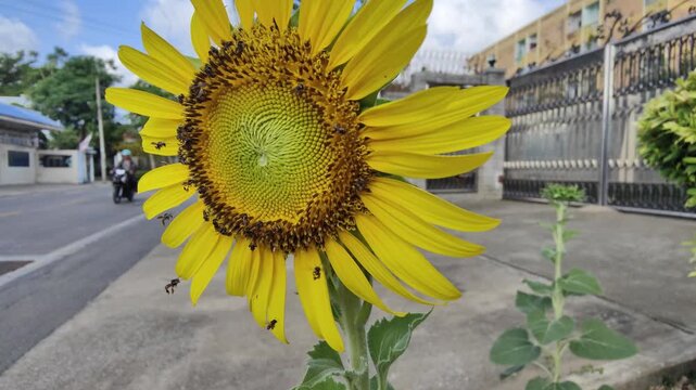 sunflower in the field/Insects are foraging for nectar from sunflowers in a city street.