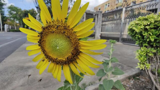 sunflower in the field/Insects are foraging for nectar from sunflowers in a city street.