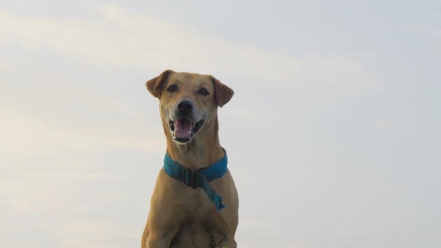 Low angle portrait of a cheerful tan mixed breed dog wearing a blue collar, panting with open mouth against a soft pale sky with clean copy space for pet lifestyle use