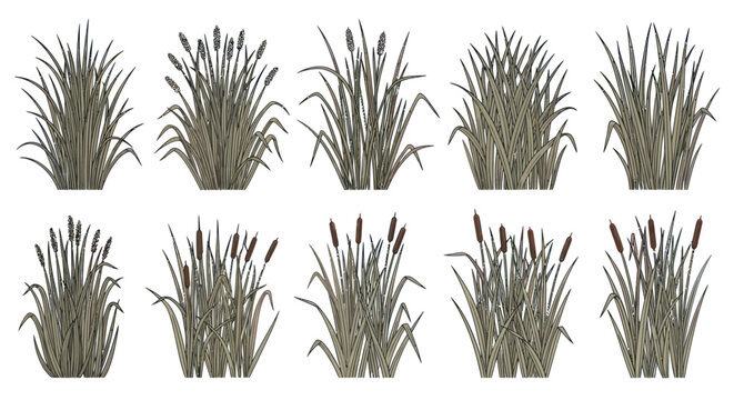 Collection of various wetland plants and reeds illustration