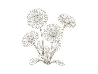 Vintage Daisy Flowers © yoko