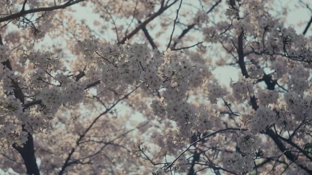 Blooming cherry blossoms close up with gentle texture and soft atmosphere