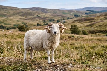 Fototapeta premium White Sheep with Curled Horns Standing in Mountainous Landscape and Rural Field