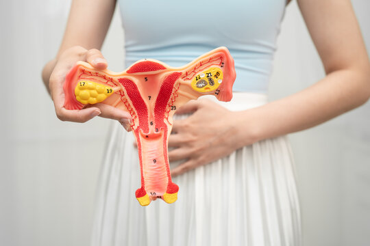 Asian woman holding human uterus anatomy model.